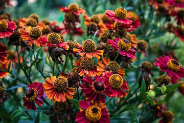 Helenium flowers are like a colorful daisy, grow in the garden