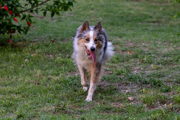 beautiful spring portrait of adorable gray and white border collie in the blossoming park