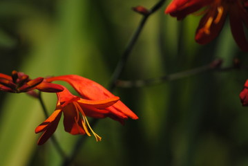 Flores silvestres naranjas sobre fondo verde en primavera