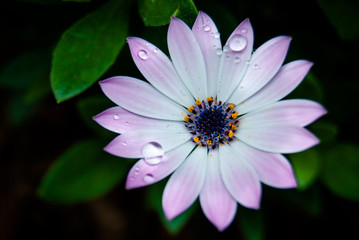 Obraz premium Flor rosada y blanca con gotas de lluvia en primavera con fondo verde.