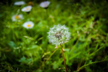 Obraz premium Flor de diente de león en campo de flores verde en día lluvioso.