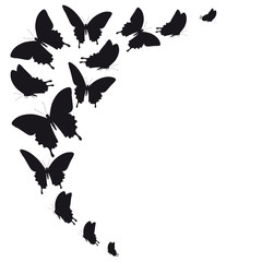 Fototapeta premium black butterfly, isolated on a white