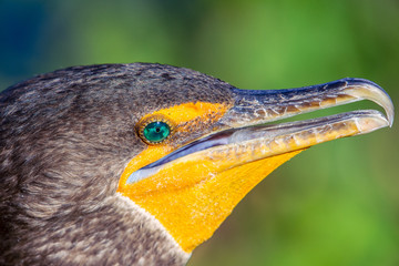 Double crested cormorant closeup portrait.Anhinga trail in Everglades National Park.Florida.USA