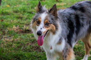 beautiful spring portrait of adorable gray and white border collie in the blossoming park