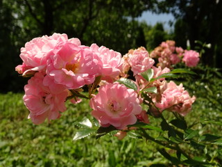 Small Pink Roses Bush in a Green Garden