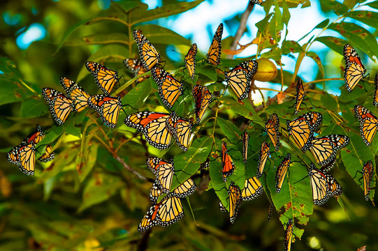 Monarch Butterfly  Migration 