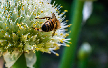 bee on flower