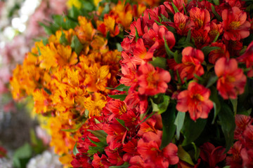 Colorful natural fresh red and orange flower arrangement, floral bouquet at florist shop. Spring concept.