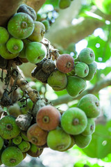 organic anjeer on a tree.