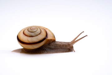snail