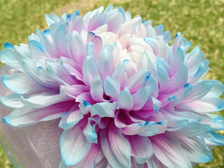 Pink and Blue Signle Flower