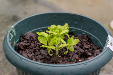 Young lettuce in a pot
