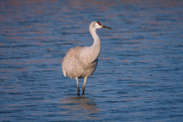 Sandhill Crane at the Bosque Del Apache National Wildlife Refuge