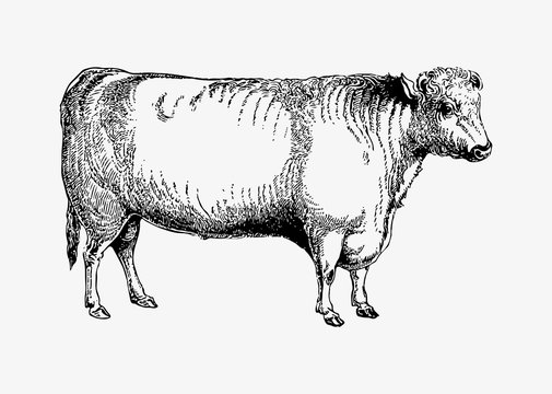 Shorthorn Bull Shade Drawing