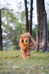 Golden Retriever dogs play in Park Meadows