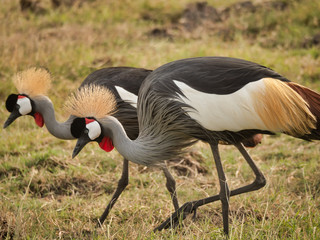 Grey Crowned Crane