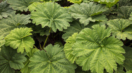 Fundo com folhas verdes