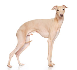 Obraz na płótnie Canvas Italian greyhound Dog Isolated on White Background in studio