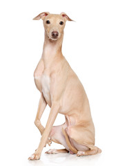 Italian greyhound Dog  Isolated  on White Background in studio