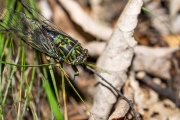 New Zealand cicada