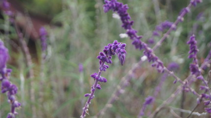 LAVANDA 