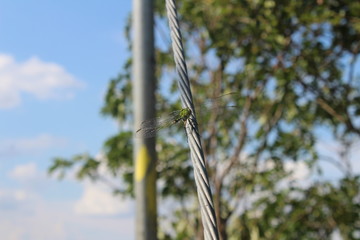 Naturaleza