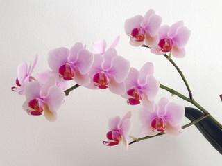 Naklejka na ściany i meble Orchind Flower Branch on a White Background