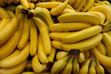 harvest of ripe yellow bananas on the market
