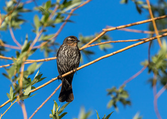 Female Red Winged Blackbird