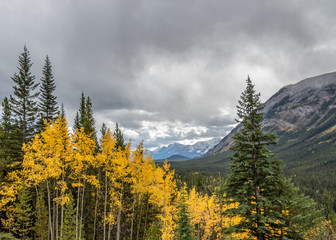 Golden colors of fall in the rocky mountains