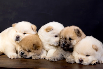 fluffy chow-chow puppy(40 day)