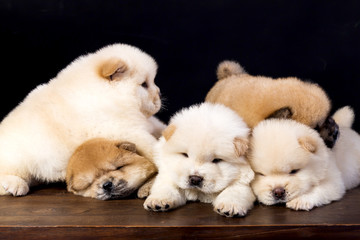 fluffy chow-chow puppy(40 day)