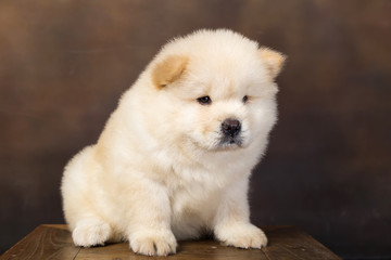 fluffy chow-chow puppy(40 day)