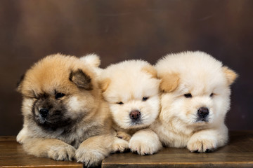 fluffy chow-chow puppy(40 day)