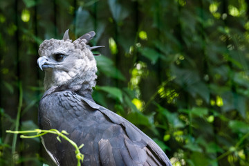 The Harpy Eagle (Harpia harpyja)with green nature bokeh as background, in Parque das Aves (Birds Park) in the city of Foz do Iguacu.
