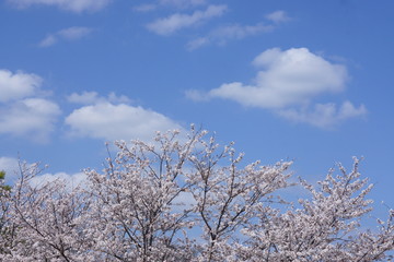 桜と青空と白い雲