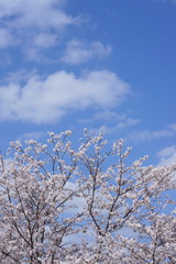 桜と青空と白い雲