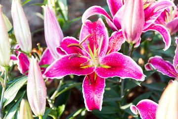 Beautiful pink lilies spring flower with water drops