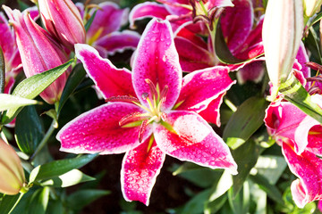 Beautiful pink lilies spring flower with water drops
