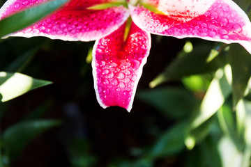 Beautiful pink lilies spring flower with water drops