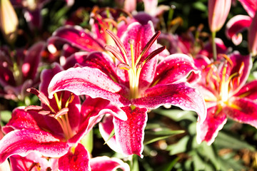 Beautiful pink lilies spring flower with water drops