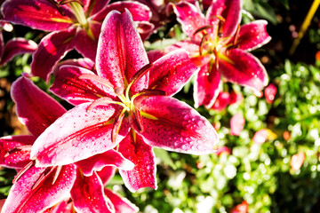Beautiful pink lilies spring flower with water drops