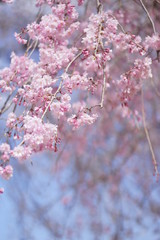 八重枝垂桜