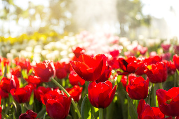 Beautiful tulip spring flower