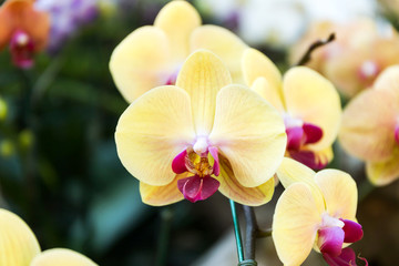 Phalaenopsis orchid