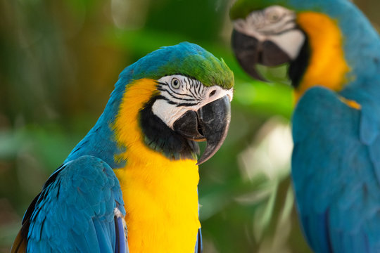Colorful red, yellow and blue macaws in Parque das Aves (Birds Park) n the city of Foz do Igua&ccedil;u, close to the Iguazu Falls, Parana State,the South Region of Brazil.