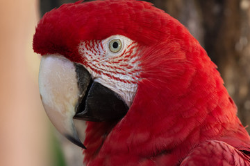 Colorful red, yellow and blue macaws in Parque das Aves (Birds Park) n the city of Foz do Iguaçu, close to the Iguazu Falls, Parana State,the South Region of Brazil.