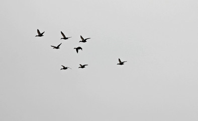 하늘을 날으는 새