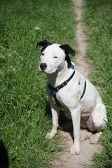 Black and white dog puppy