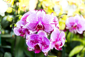 Phalaenopsis orchid
